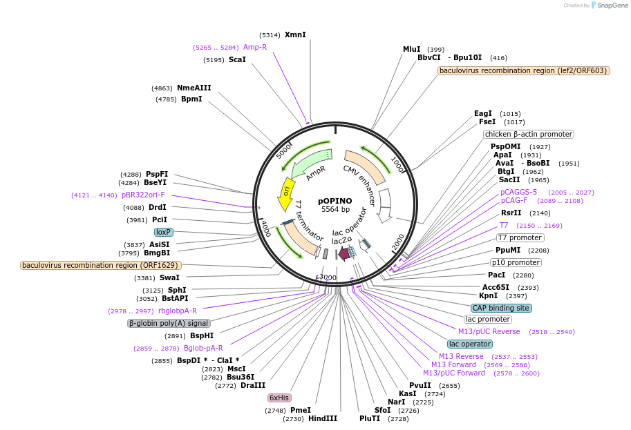 41140-plasmid-map-sequence-id-54734
