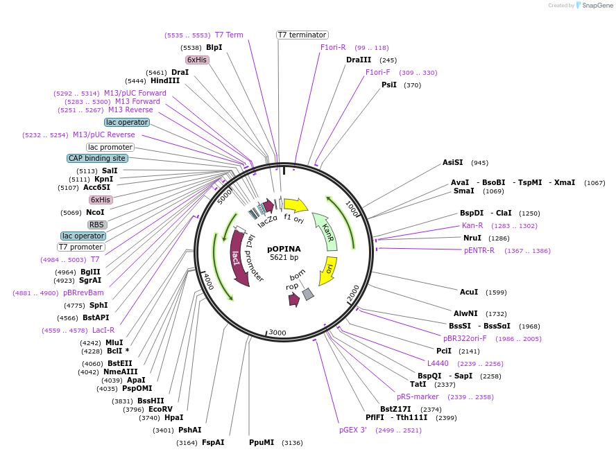 41141-plasmid-map-sequence-id-54739