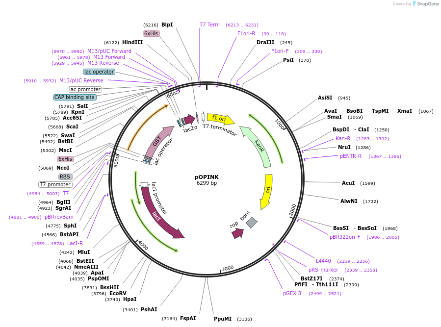 41143-plasmid-map-sequence-id-54743
