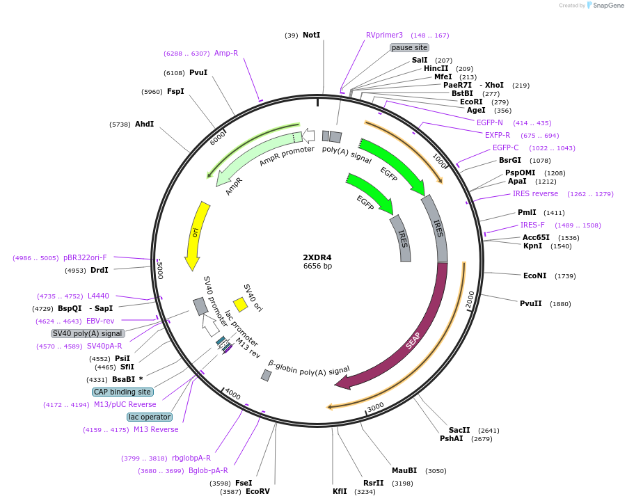 32615-plasmid-map-sequence-id-55254