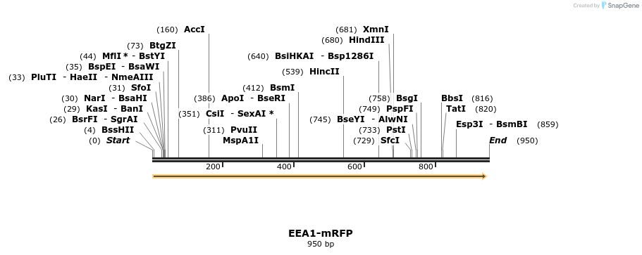 55275_map