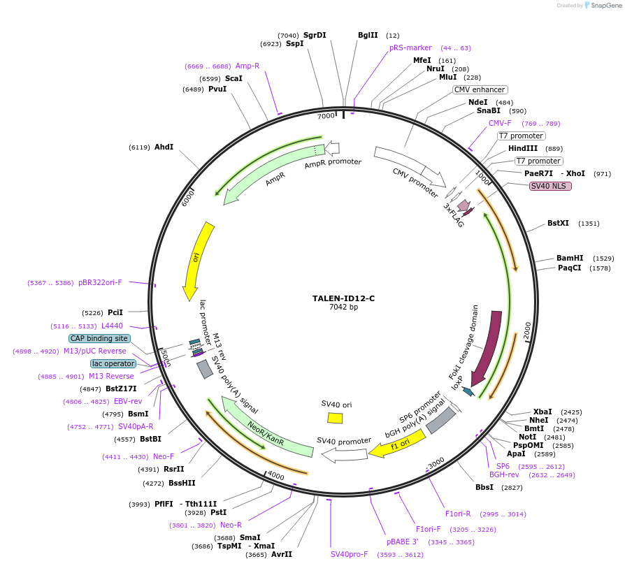 41477-plasmid-map-sequence-id-55346