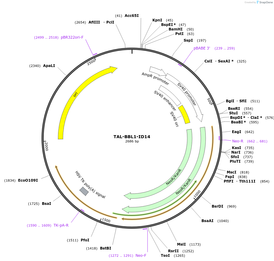 41516-plasmid-map-sequence-id-55385