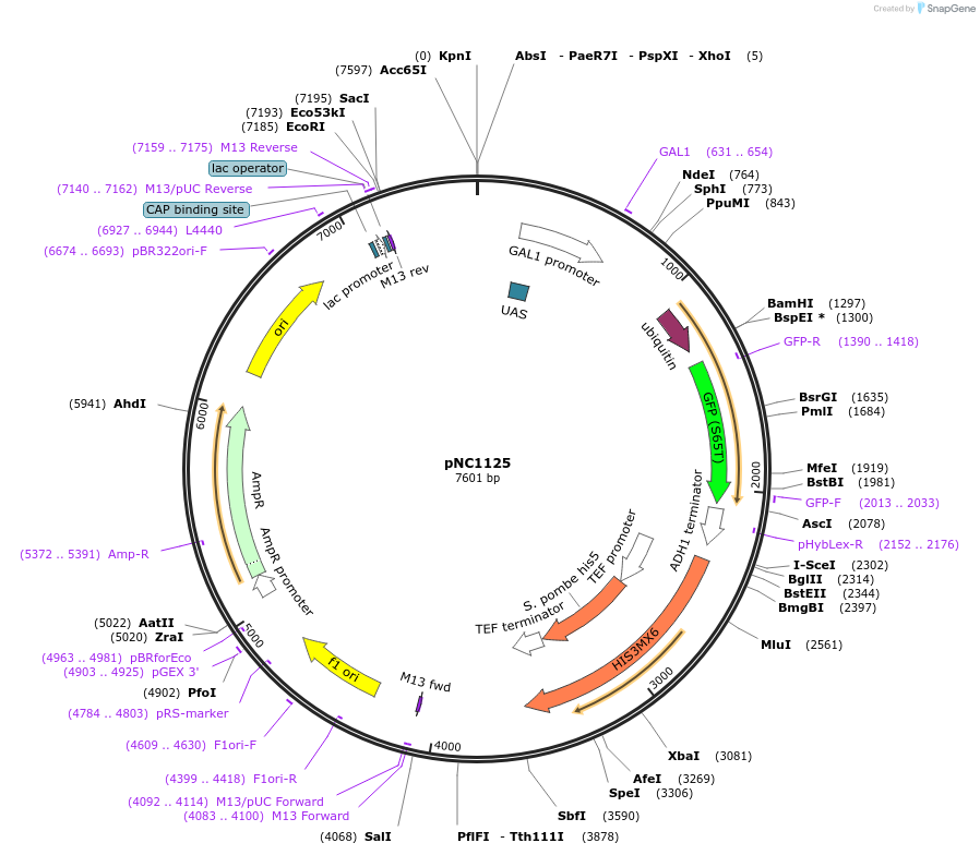 41561-plasmid-map-sequence-id-55583