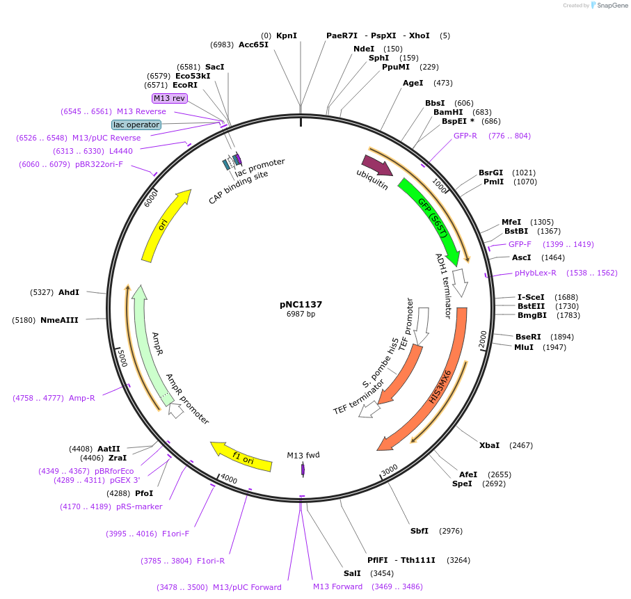 41563-plasmid-map-sequence-id-55586