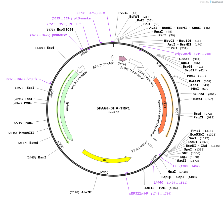 41599-plasmid-map-sequence-id-55632