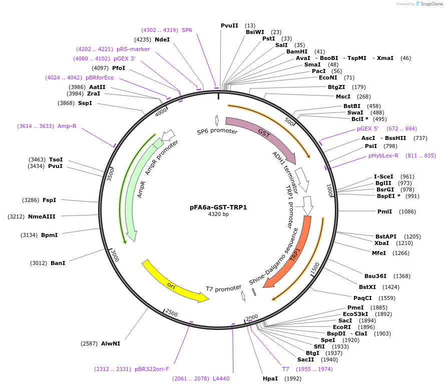41603-plasmid-map-sequence-id-55637