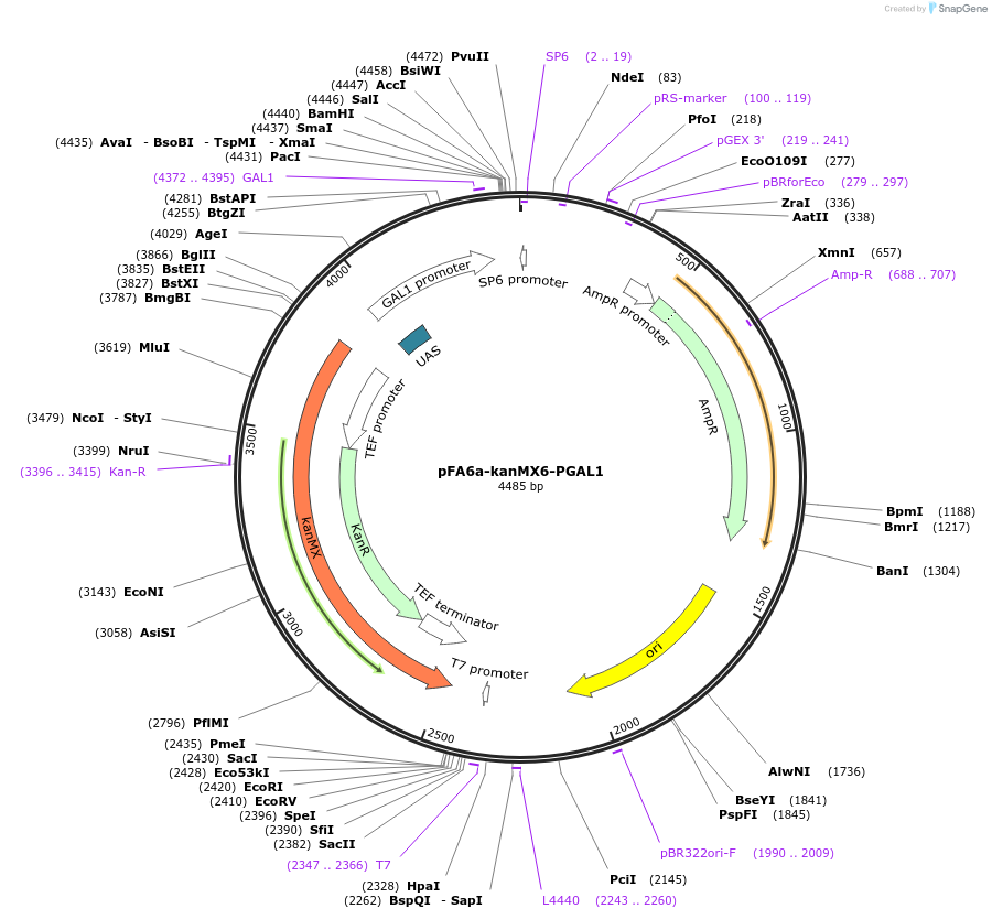 41605-plasmid-map-sequence-id-55639