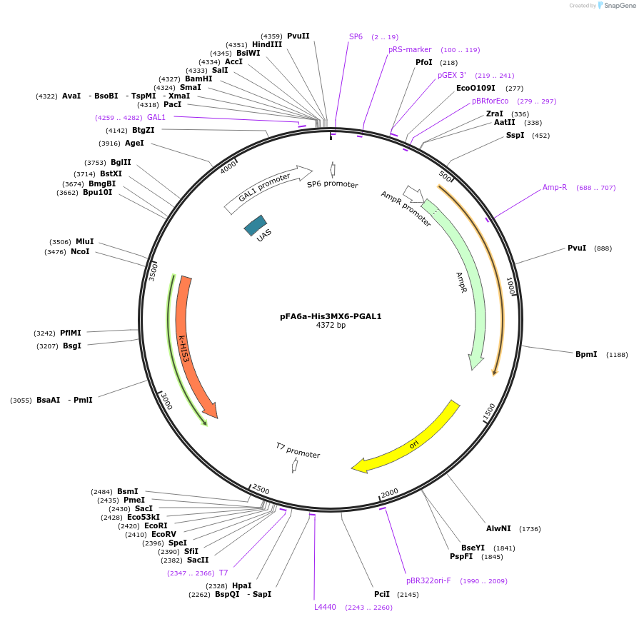 41607-plasmid-map-sequence-id-55641