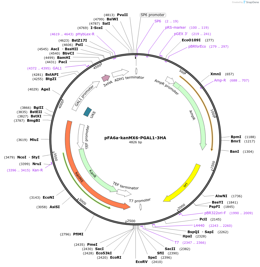 41608-plasmid-map-sequence-id-55642