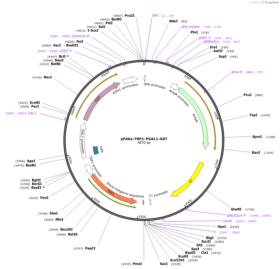 41612-plasmid-map-sequence-id-55646