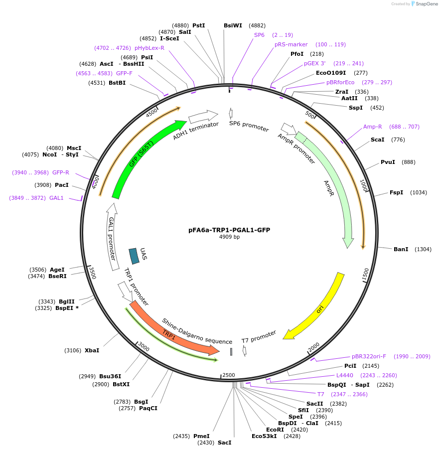 41615-plasmid-map-sequence-id-55649
