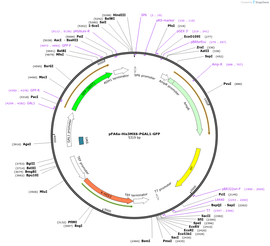 41616-plasmid-map-sequence-id-55650