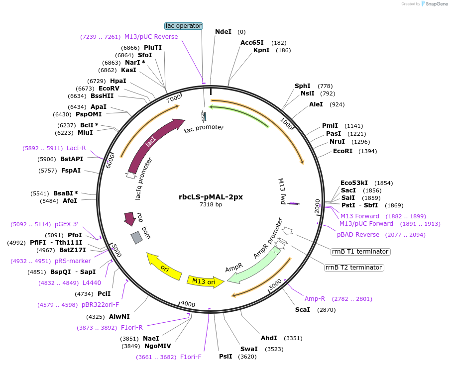 41621-plasmid-map-sequence-id-55668