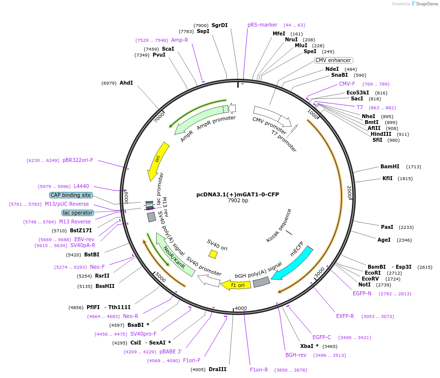 41664-plasmid-map-sequence-id-55794