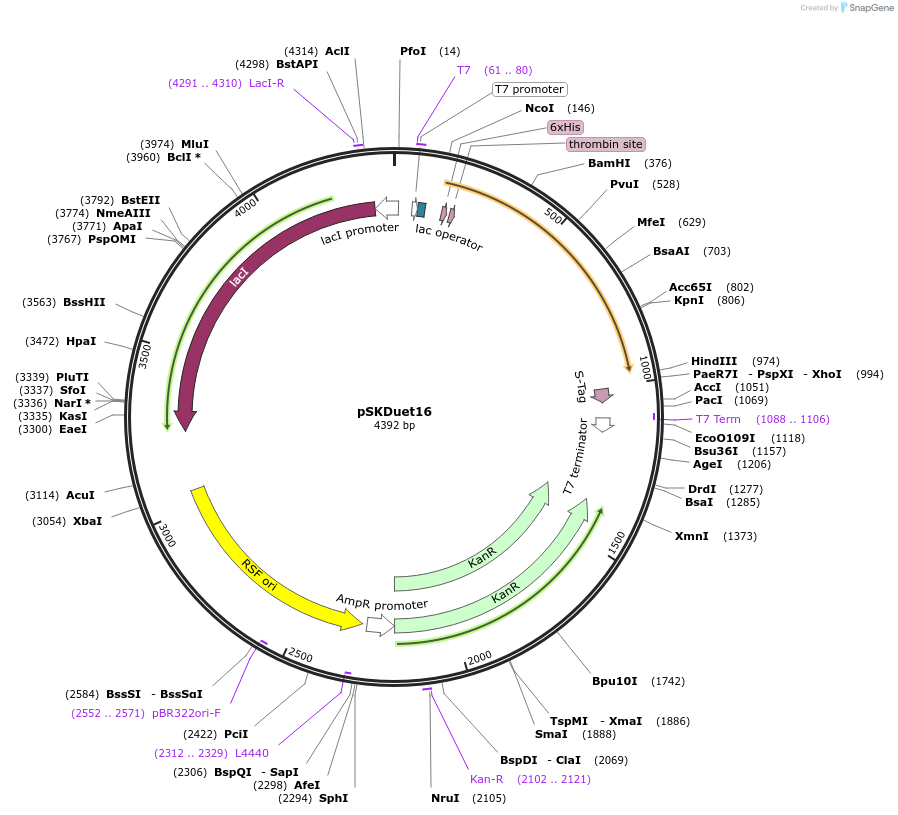 41684-plasmid-map-sequence-id-55795