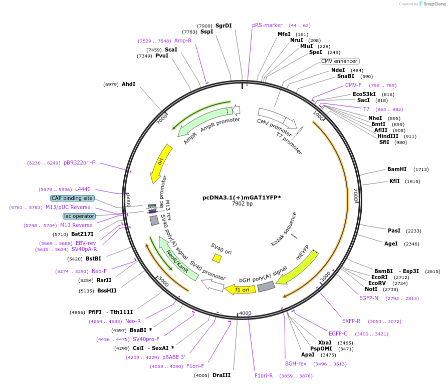 41665-plasmid-map-sequence-id-55800