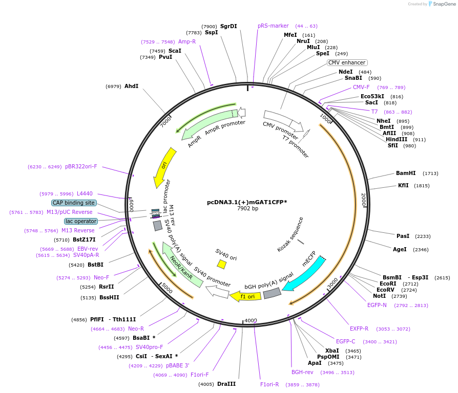 41666-plasmid-map-sequence-id-55802