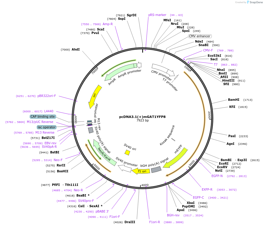 41669-plasmid-map-sequence-id-55804