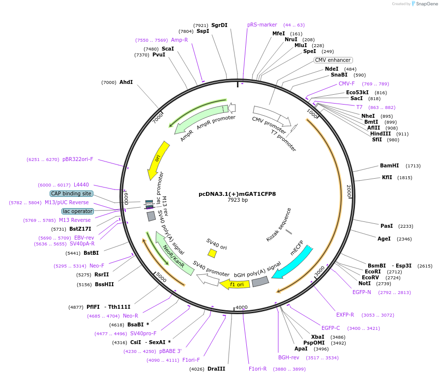41670-plasmid-map-sequence-id-55806