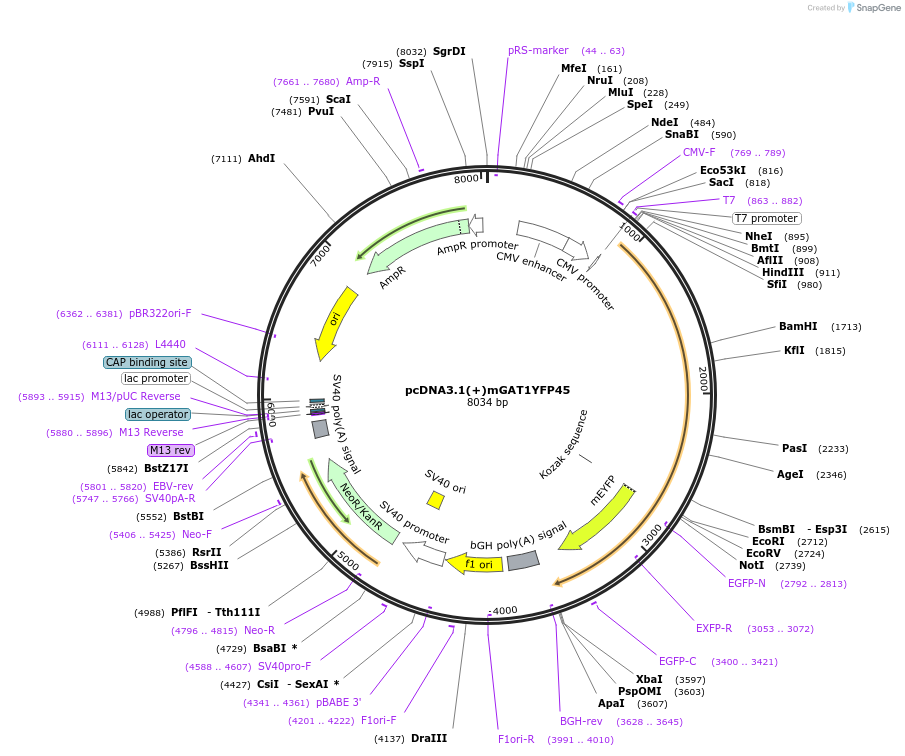 41675-plasmid-map-sequence-id-55812