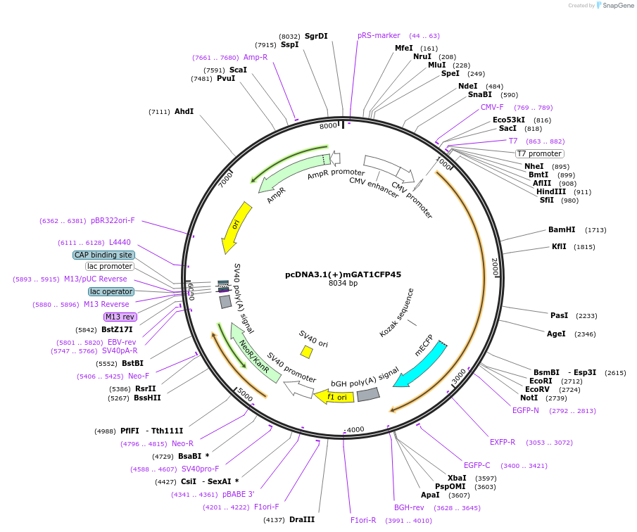 41676-plasmid-map-sequence-id-55813
