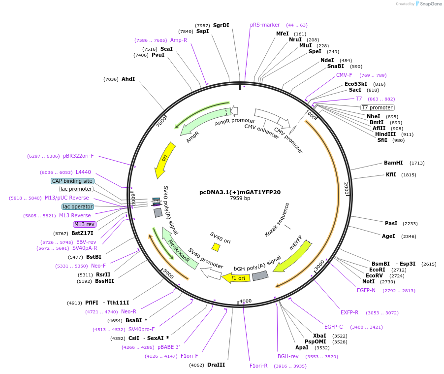 41671-plasmid-map-sequence-id-55822