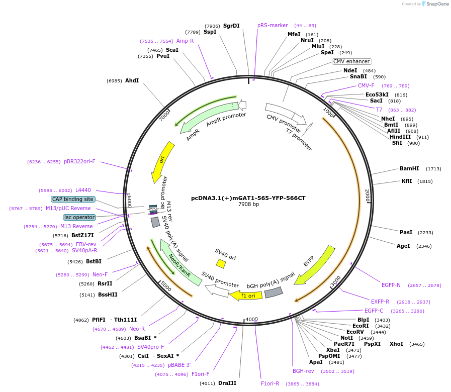 41677-plasmid-map-sequence-id-55825