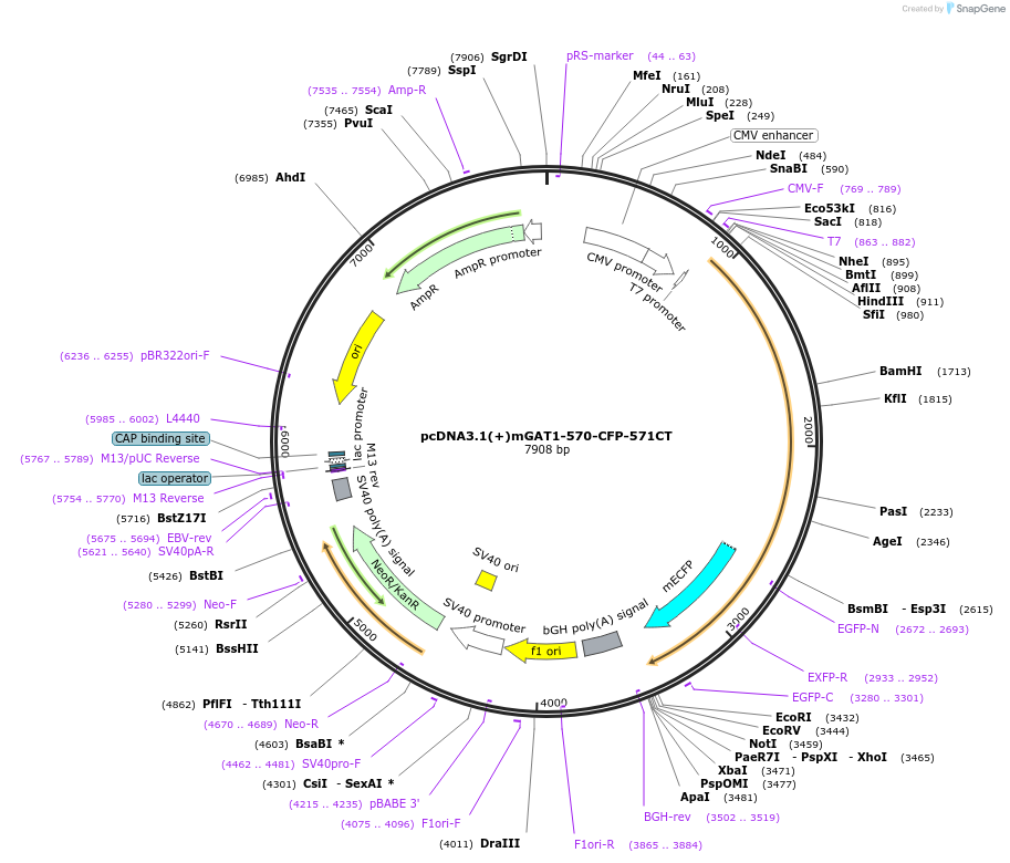 41680-plasmid-map-sequence-id-55830