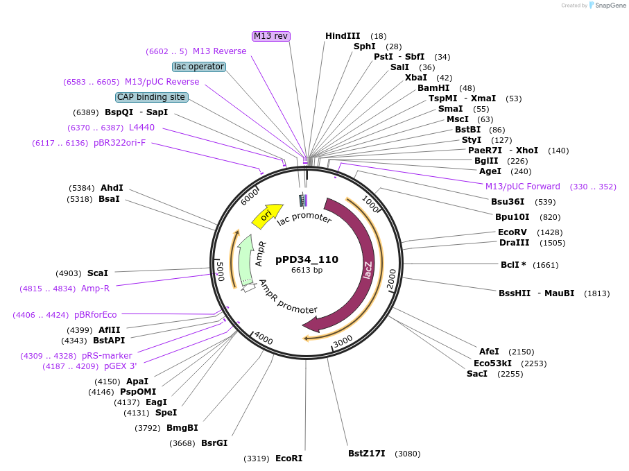 1445-plasmid-map-sequence-id-56