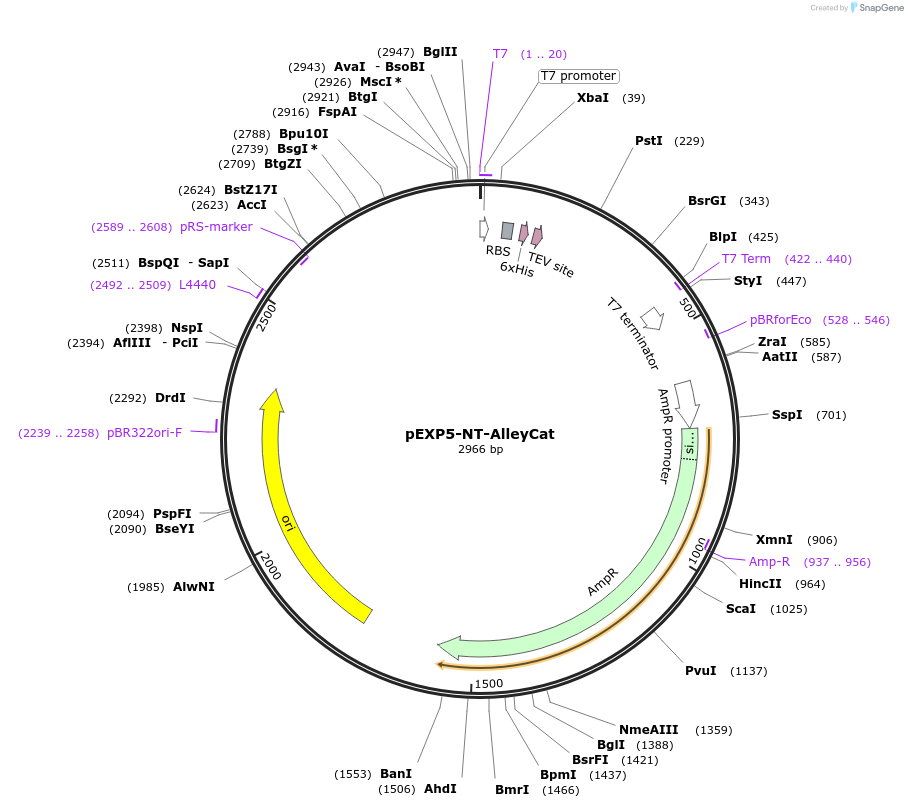 41715-plasmid-map-sequence-id-56137