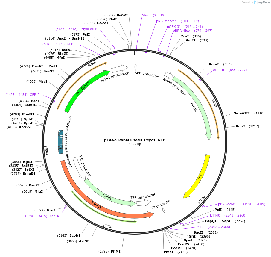 41025-plasmid-map-sequence-id-56250
