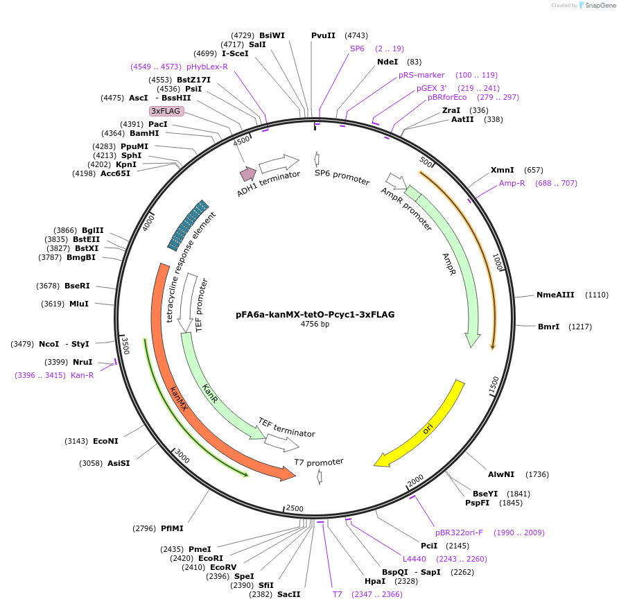 41022-plasmid-map-sequence-id-56252