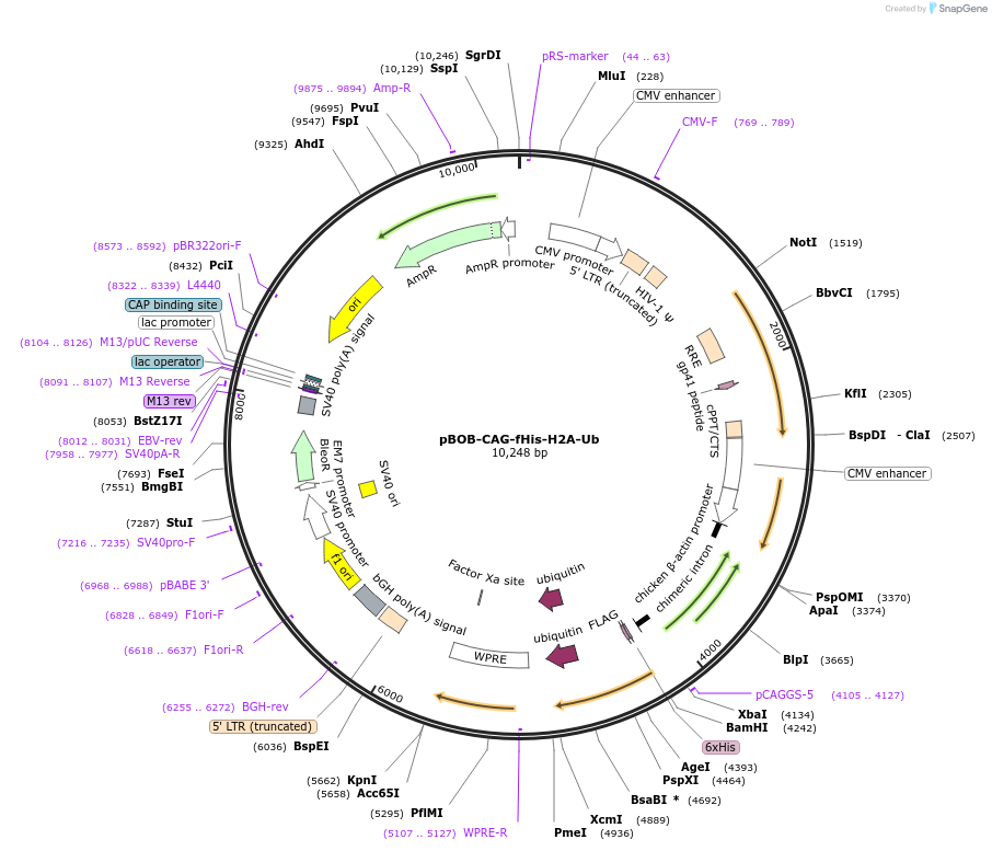 41797-plasmid-map-sequence-id-56346