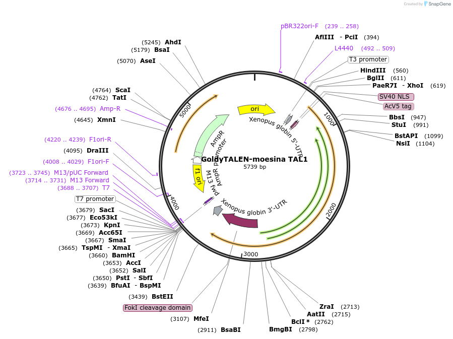 41831-plasmid-map-sequence-id-56491