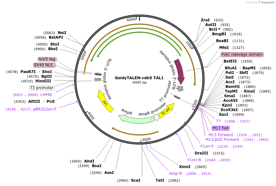 41833-plasmid-map-sequence-id-56495