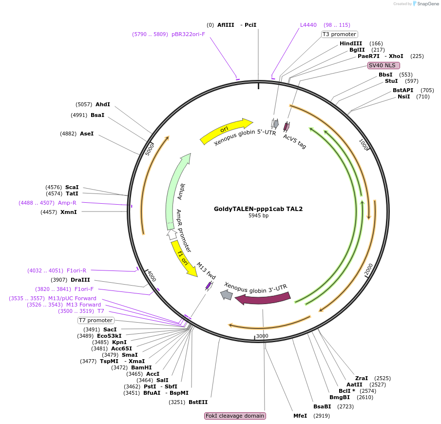 41836-plasmid-map-sequence-id-56500