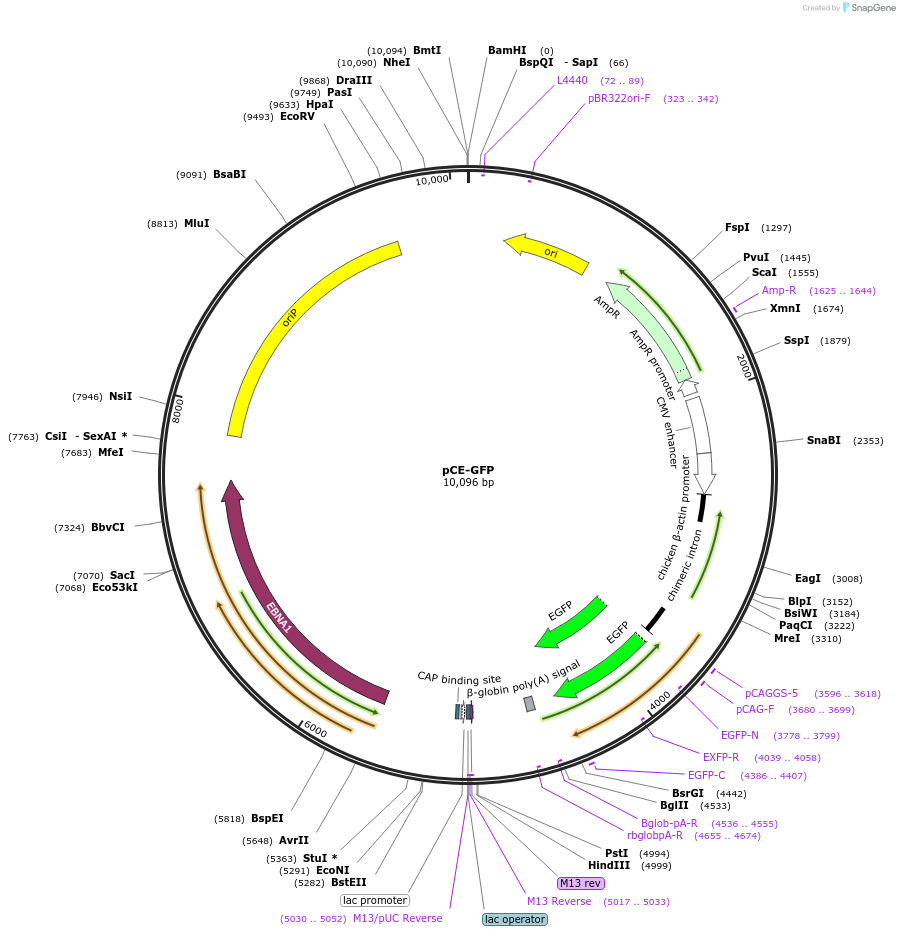 41858-plasmid-map-sequence-id-56652