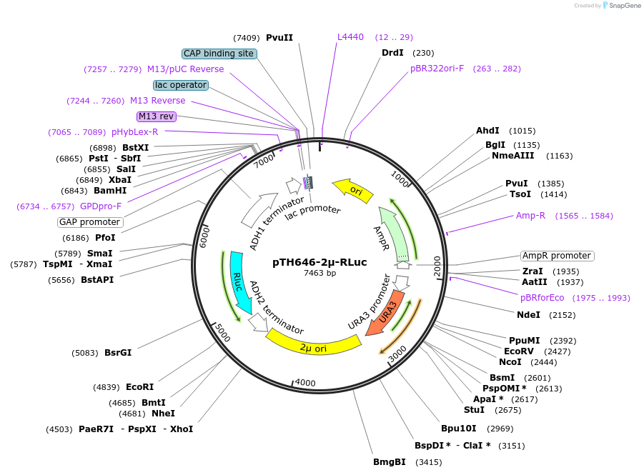 40600-plasmid-map-sequence-id-56721