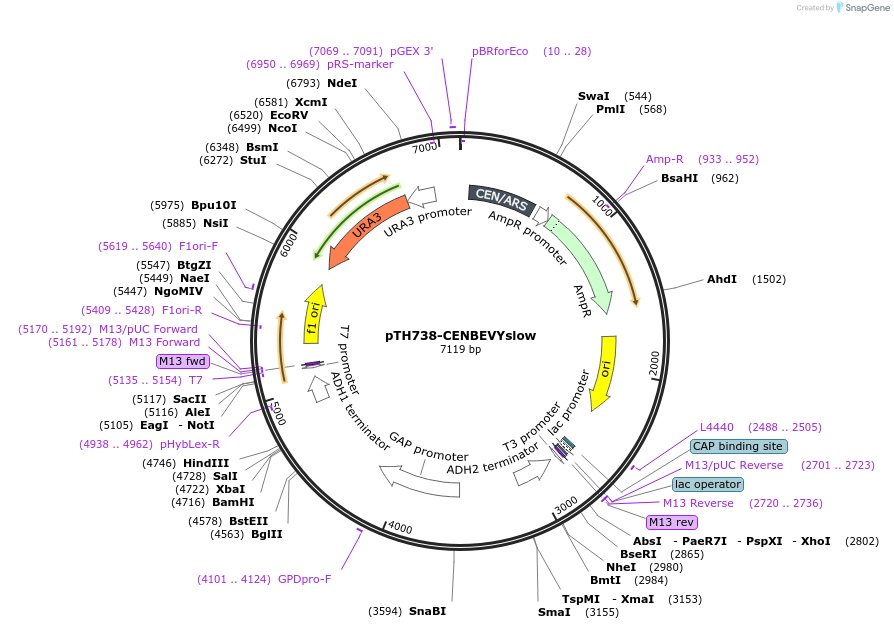 38220-plasmid-map-sequence-id-56729