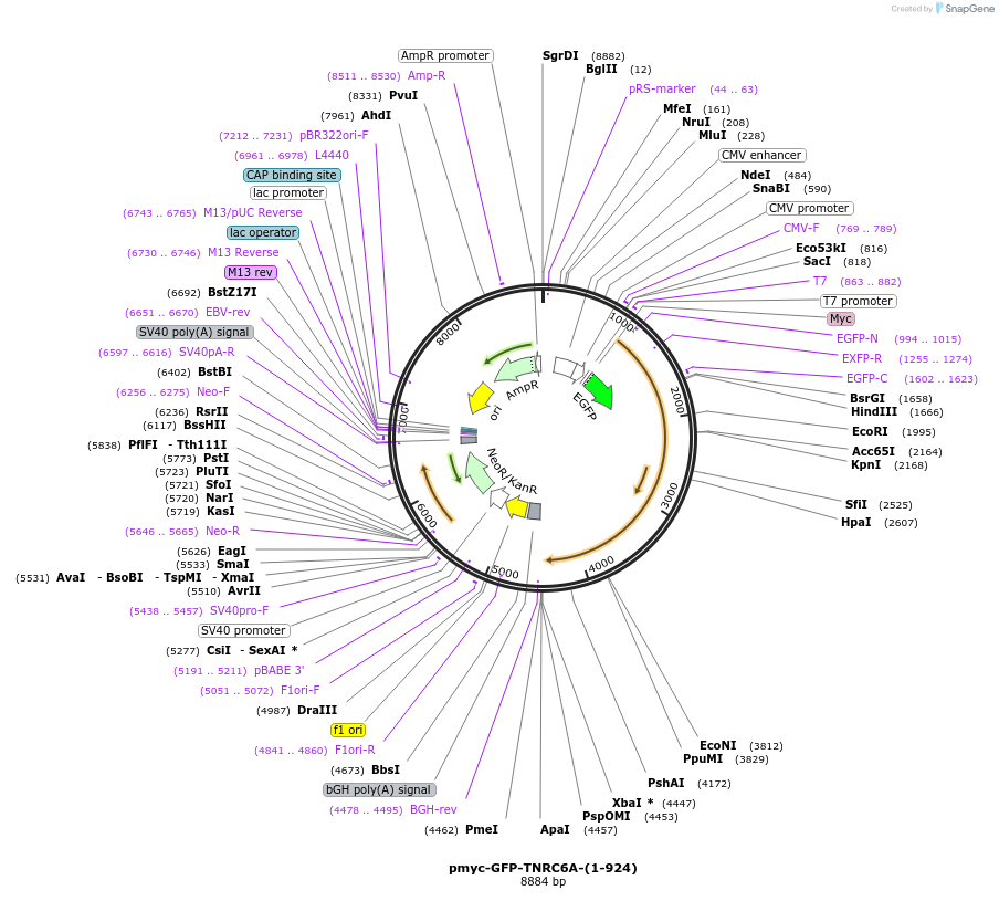 42003-plasmid-map-sequence-id-56744