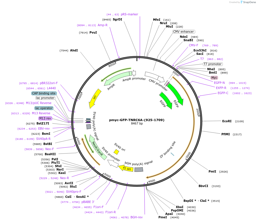 42004-plasmid-map-sequence-id-56746