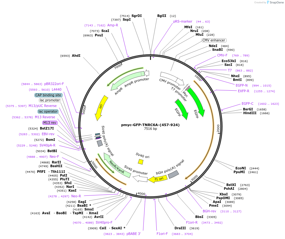 42006-plasmid-map-sequence-id-56747