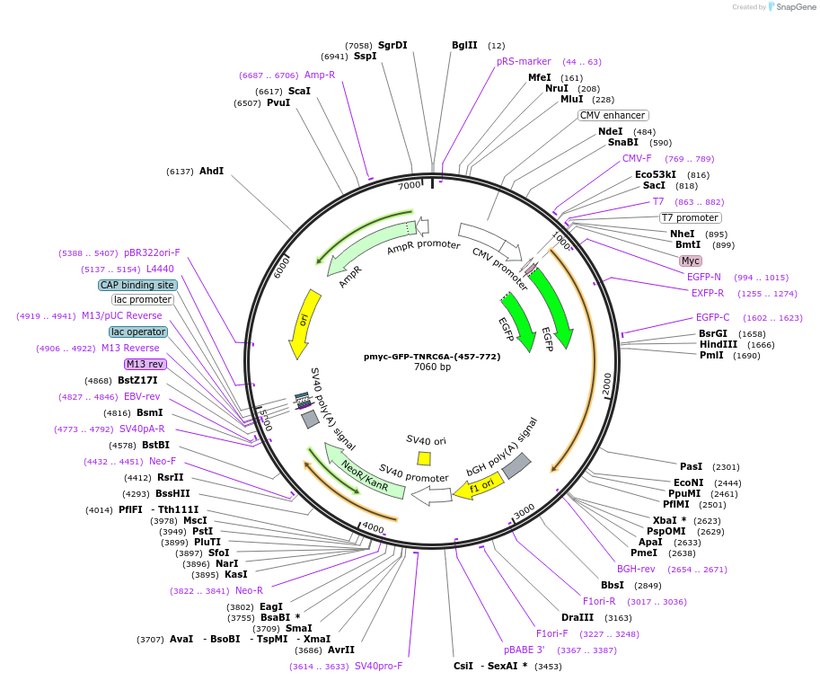 42007-plasmid-map-sequence-id-56748