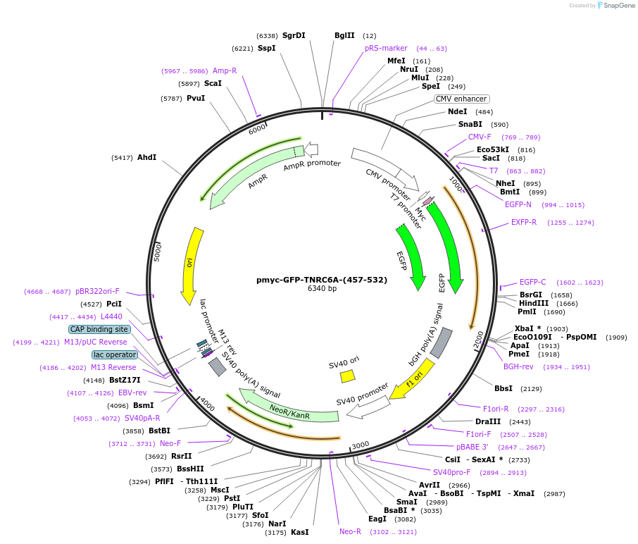 42010-plasmid-map-sequence-id-56751