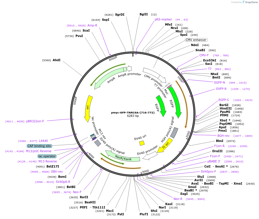 42012-plasmid-map-sequence-id-56753