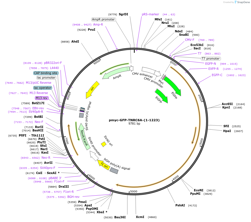 42013-plasmid-map-sequence-id-56754