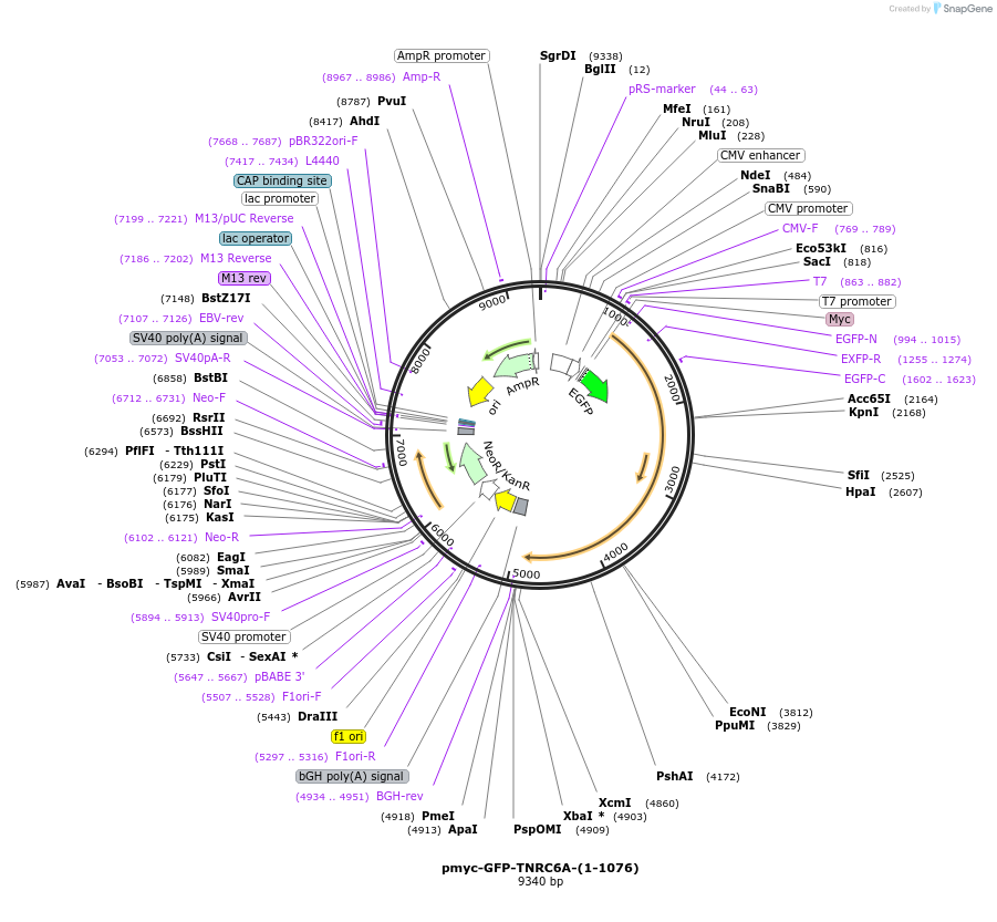 42014-plasmid-map-sequence-id-56755