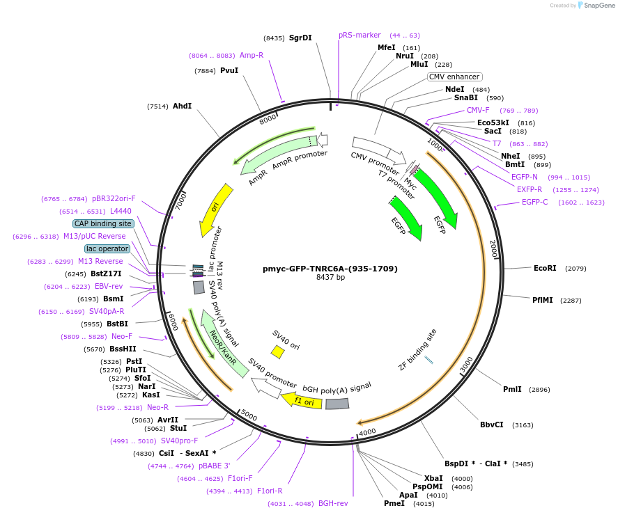 42015-plasmid-map-sequence-id-56756