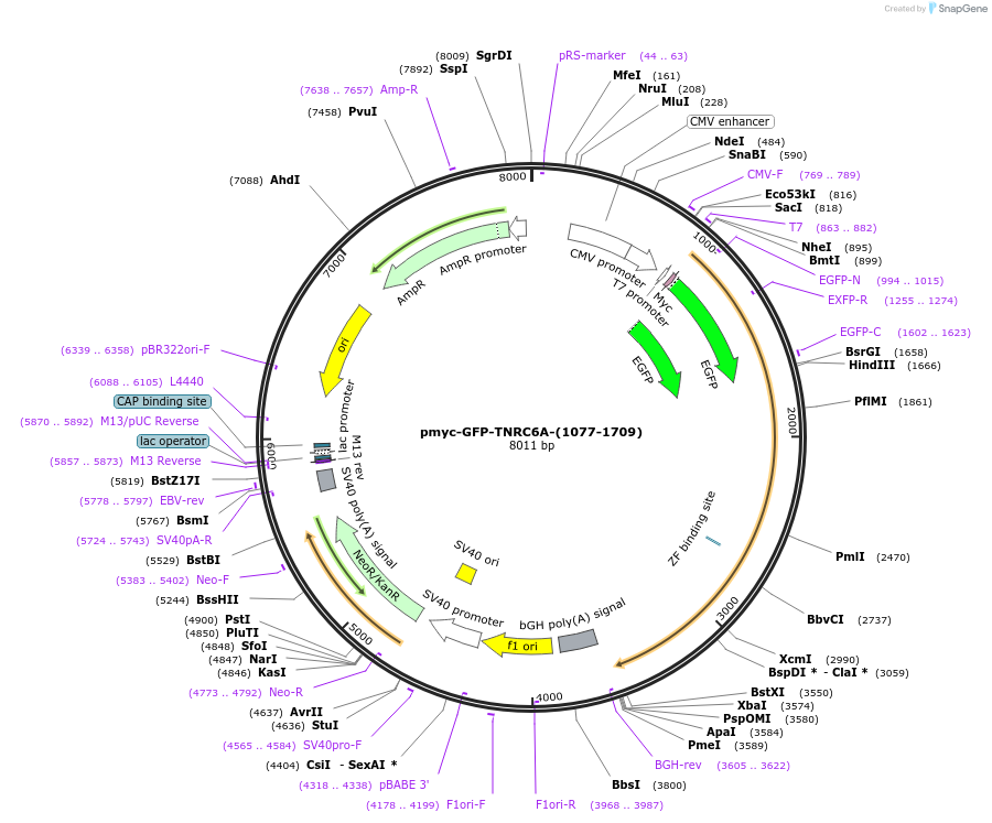 42016-plasmid-map-sequence-id-56757